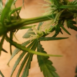 Mutation Indica