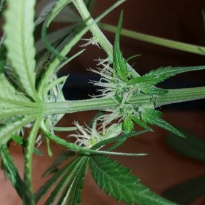 Mutation Indica