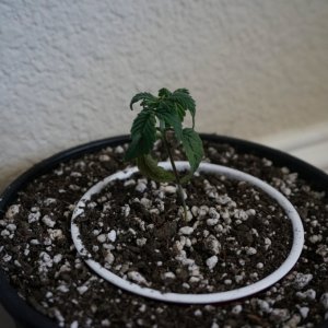 Thin Mints Grow Journal