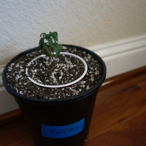 Thin Mints Grow Journal