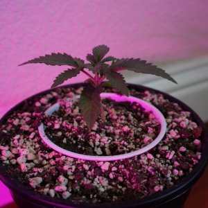 Thin Mints Grow Journal