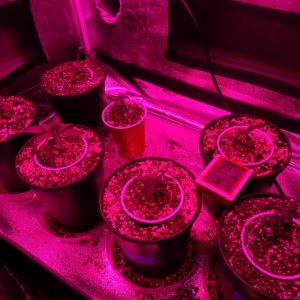 Thin Mints Grow Journal