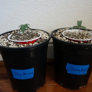 Thin Mints Grow Journal