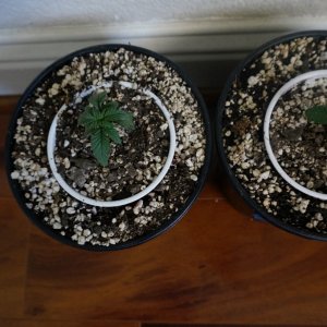 Thin Mints Grow Journal