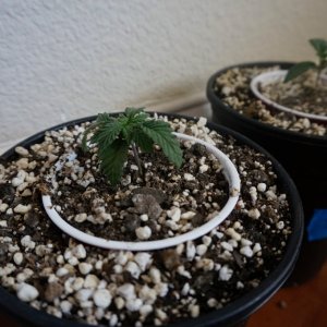 Thin Mints Grow Journal