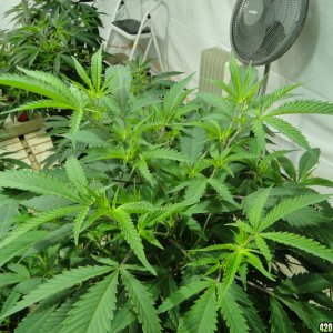 Various Strains in Vegging