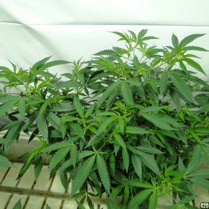 Various Strains in Vegging