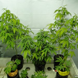 Various Strains in Vegging