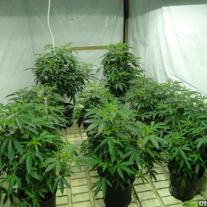 Various Strains in Vegging