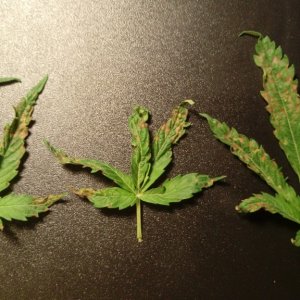 Sick Cannabis