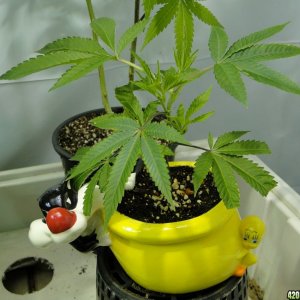 Sylvester & Tweety Clone-Day 5