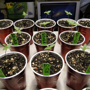 Various Seed Strains-Day 4