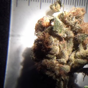 critical kush upclose tricomes with a microscope