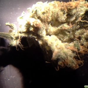 critical kush upclose tricomes with a microscope