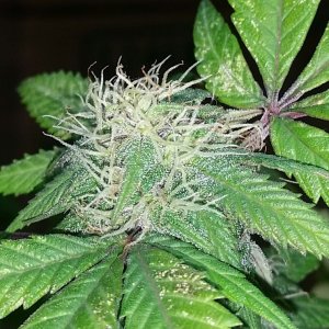 AK47 Bonnie - 38 days