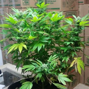 AK47 Bonnie - 38 days under 11/13 light