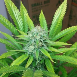 AK47 Bonnie - 38 days under 11/13 light