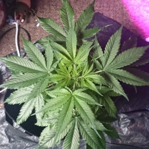 auto, first grow, greenomatic, massassin, led