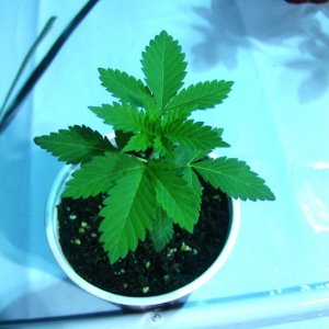 seedling31