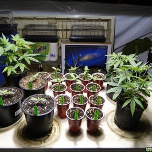 Various Strains in Vegging-4/19/16