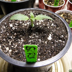 Various Strains in Vegging-4/19/16