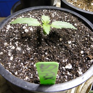 Various Strains in Vegging-4/19/16