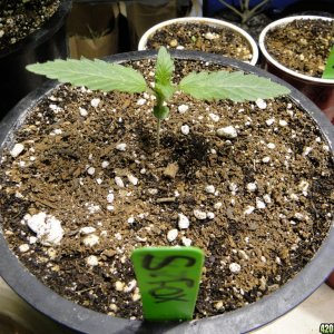 Various Strains in Vegging-4/19/16