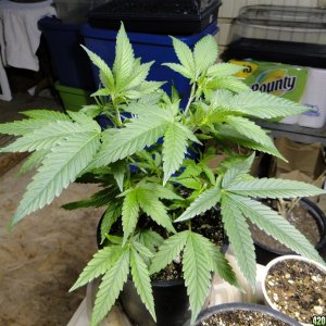 Various Strains in Vegging-4/19/16