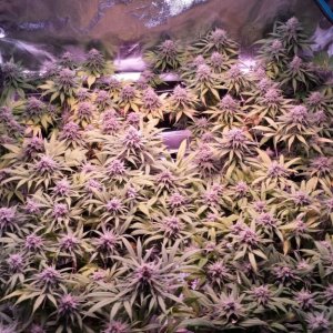 group shot 43 days in flower