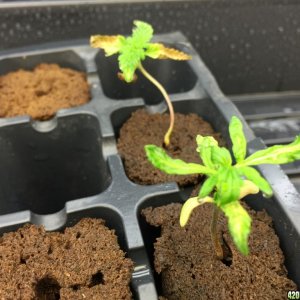 Seedling 1 on 4-2016