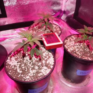 Thin Mints Grow Journal