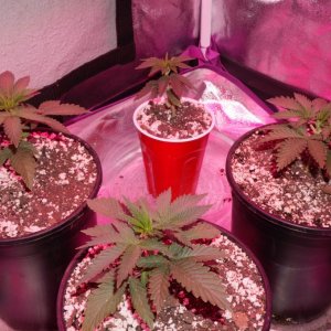 Thin Mints Grow Journal