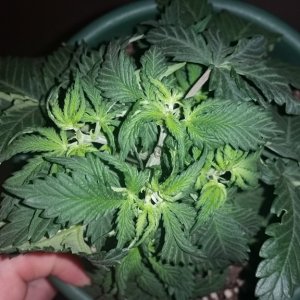 Test of endurance day 24 ak47