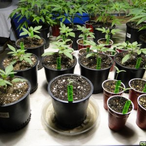 Various Strains in Veg.-Transplant Day-4/23/16