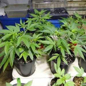 Various Strains in Veg.-Transplant Day-4/23/16