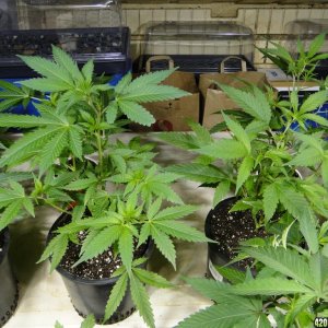 Various Strains in Veg.-Transplant Day-4/23/16