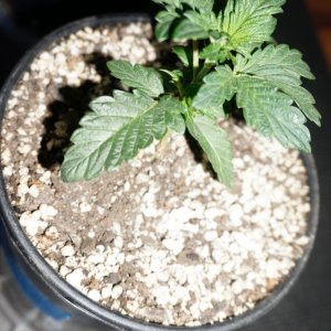 Thin Mints Grow Journal