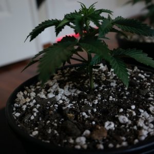 Thin Mints Grow Journal