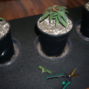 Thin Mints Grow Journal