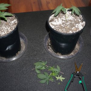 Thin Mints Grow Journal