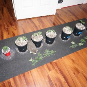 Thin Mints Grow Journal