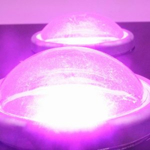 Spider Plus COB LED Grow Light