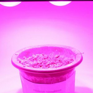 Spider Plus COB LED Grow Light