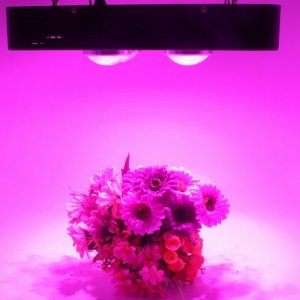 Spider Plus COB LED Grow Light