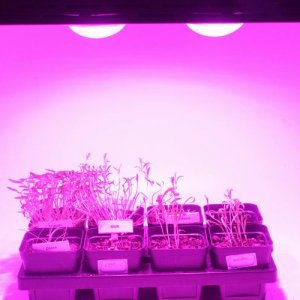 Spider Plus COB LED Grow Light