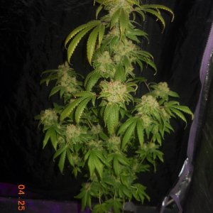 Gc wk8 day 56 chop