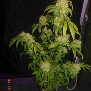 Gc wk8 day 56 chop