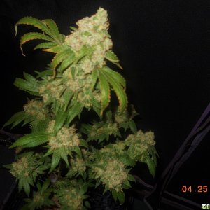 Gc wk8 day 56 chop