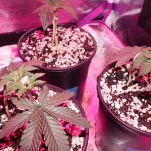 Thin Mints Grow Journal