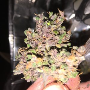 Dark Devil bud oozing resin